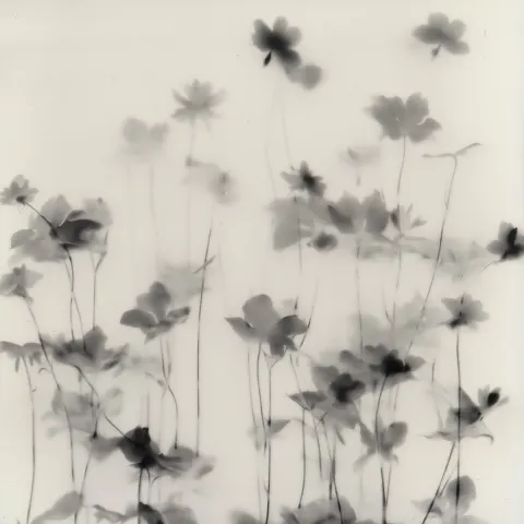 Medium-small wildflowers with soft translucent petals and light leaves