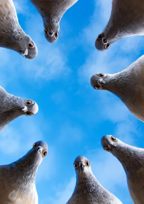 Pigeons standing in a loose circle, leaning in and peering directly at the viewer with curious