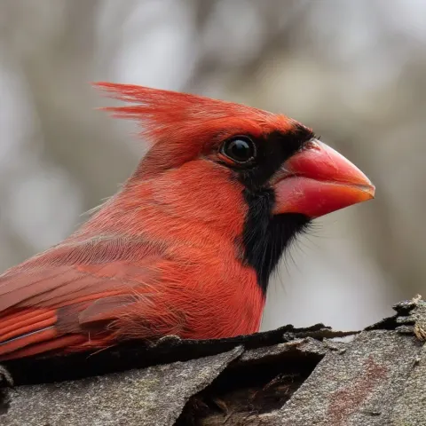 Photo of an enormous cardinal perched on the roof of a house. The cardinal is pecking away the struc