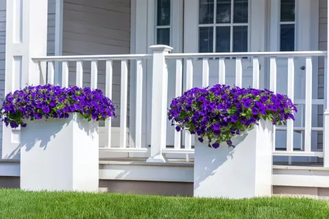 Two large white planters with purple petunias on the front porch, white railing