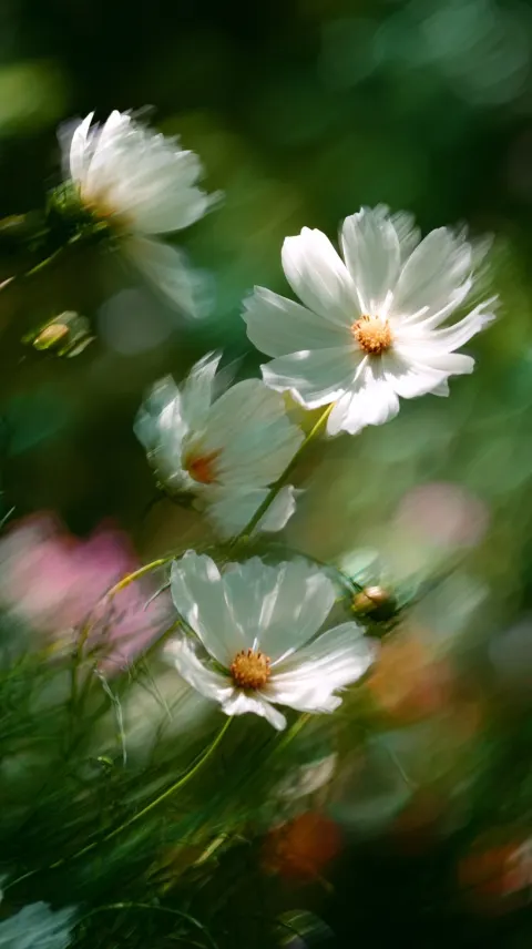 Delicate white cosmos flowers with feathery petals ripple in a gust of wind