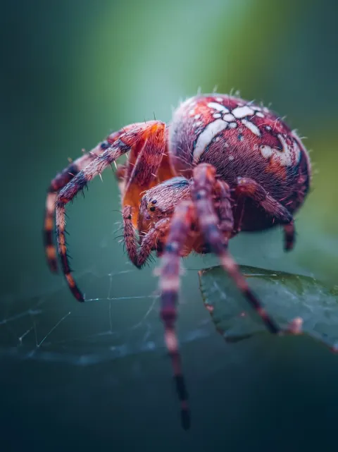 Eine Spinne fotografiert mit einem Teleobjektiv im style von National geographic, hochhauflösend