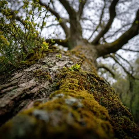 Nature, Consciousness, nature, Anfang April, deutsche Natur
