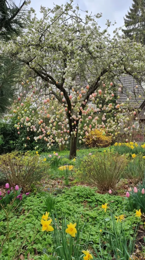 Photo of a German garden, a tree in middle hanging full with a lot thousand many many Easter eggs