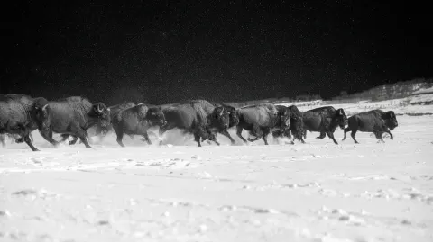 Black and white close-up portrait of a bison stampede running fast in the snow from the left to the