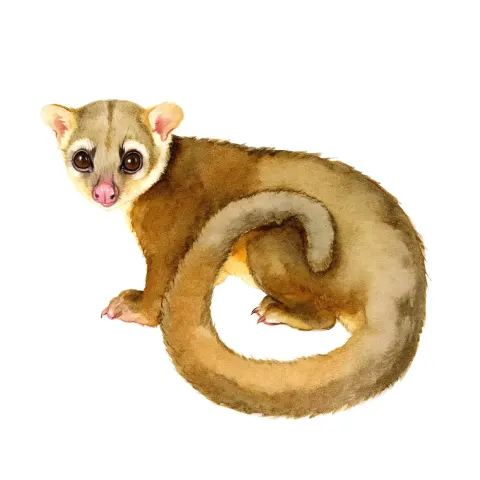 Children's educational animal card illustration, Costa Rican animal, kinkajou