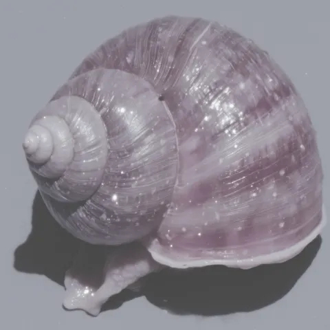 An artistic extreme macro of a snail body surface, pearlescent moist texture, soft organic folds