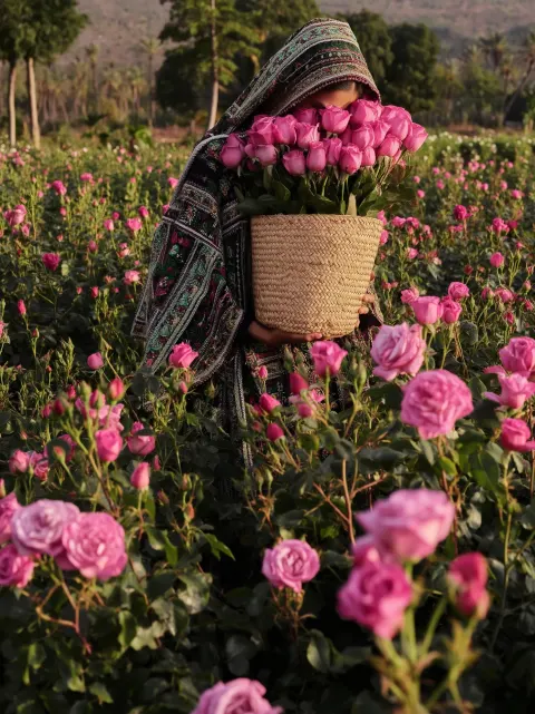 Editorial cinematic shot of a middle eastern woman in a lush rose field carrying a woven basket full