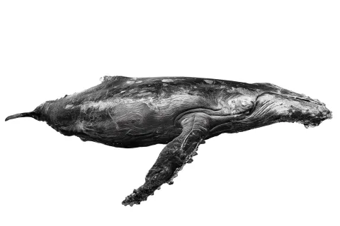 Black-and-white photograph of a very old whale, side view, from head to tale