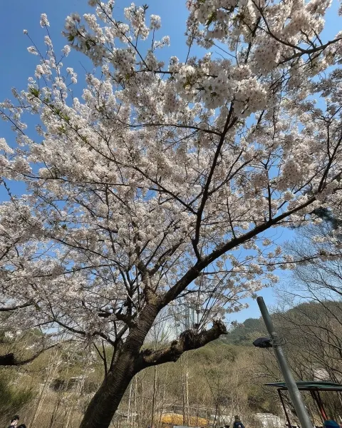 Korea. A close-up of a beautiful cherry blossom tree in full bloom on a very sunny day.Korea. A clos