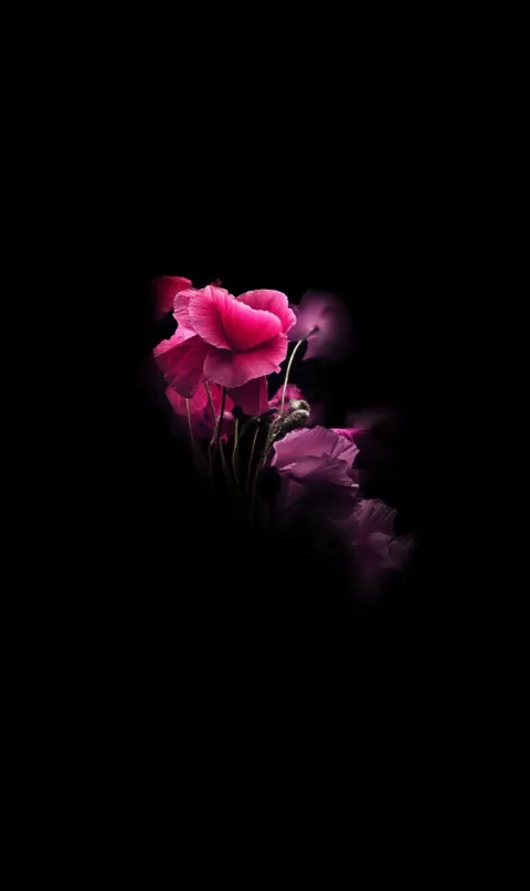 Pink poppies against a black background, captured through macro photography with soft lighting