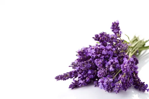Bouquet of purple lavender flowers isolated on white, cut out white