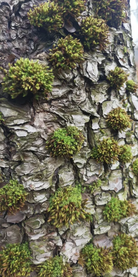 Close view of rough bark with moss growing in crevices.