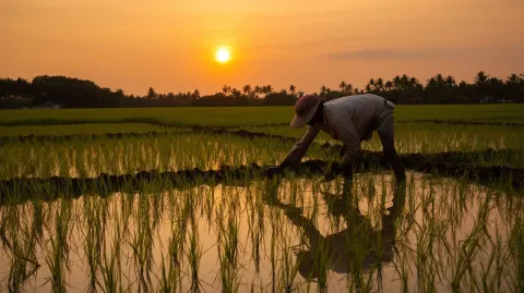 Rice farmer in india planting rice in paddy field, sun is setting, world class photography