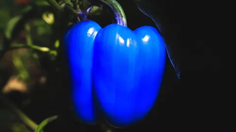 Stunning bright blue bell pepper with intense vivid color, slightly glowing