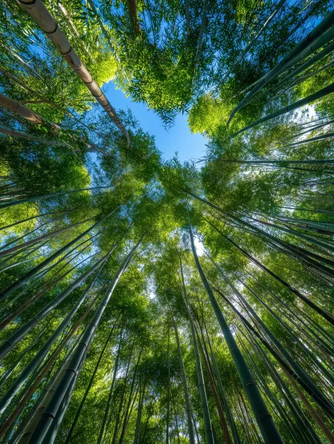 Visualize the Arashiyama Bamboo grove in Kyoto. Dramatic wide shot looking up at a dense canopy excl