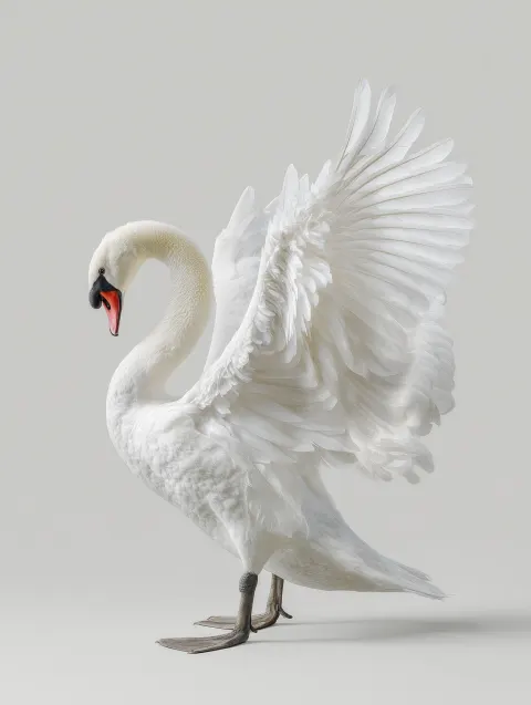 A full-body swan in an elegant vertical composition similar to a tattoo layout; wings fully spread u