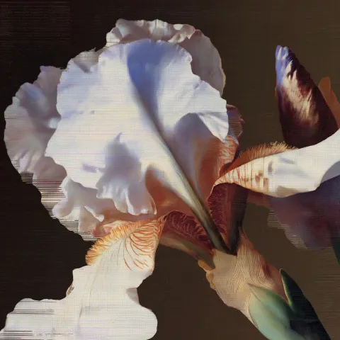 Close-up botanical study of a single iris flower, dutch golden age still-life painting style
