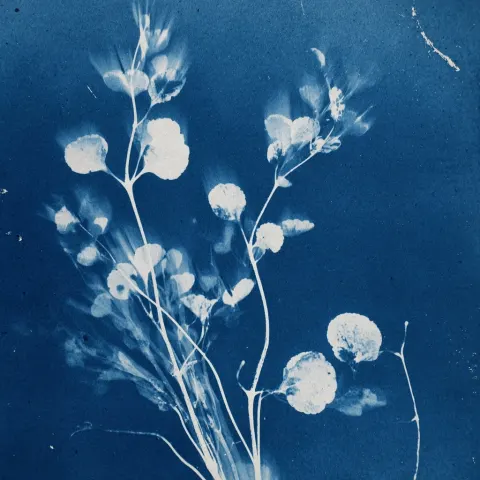 Cyanotype botanical print of delicate leaves and stems