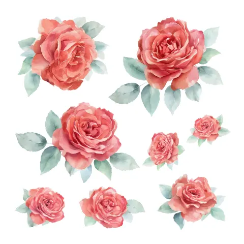Watercolor illustration of Garden Rose flowers, floral element clipart sheet