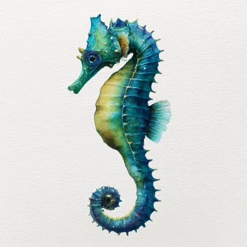 Watercolour seahorse on plain white background